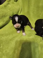 Micky, a male Australian Shepherd for sale in Rutherfordton, NC – 1 of 7