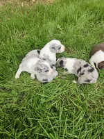 Baby girls, a female Australian Shepherd for sale in Rutherfordton, NC – Photo 4 of 10
