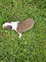 Baby girls, a female Australian Shepherd for sale in Rutherfordton, NC – Photo 3 of 10