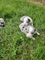 Baby girls, a female Australian Shepherd for sale in Rutherfordton, NC – Photo 9 of 10