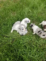 Baby girls, a female Australian Shepherd for sale in Rutherfordton, NC – Photo 8 of 10