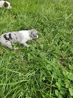 Baby girls, a female Australian Shepherd for sale in Rutherfordton, NC – Photo 7 of 10