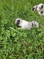 Baby girls, a female Australian Shepherd for sale in Rutherfordton, NC – Photo 5 of 10