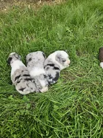 Baby girls, a female Australian Shepherd for sale in Rutherfordton, NC – Photo 2 of 10