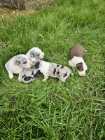 Baby girls, a female Australian Shepherd for sale in Rutherfordton, NC – Photo 10 of 10