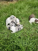 Baby girls, a female Australian Shepherd for sale in Rutherfordton, NC – Photo 6 of 10