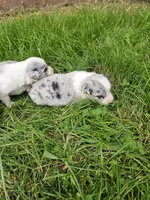 Baby girls, a female Australian Shepherd for sale in Rutherfordton, NC – Photo 1 of 10