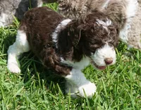 Romeo, a male Poodle - Standard  for sale in Rutherfordton, NC – 2 of 10