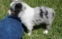Shell, a female Australian Shepherd for sale in Rutherfordton, NC – 6 of 10