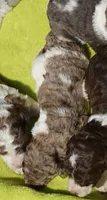 Scoot, a male Poodle - Standard  for sale in Rutherfordton, NC – 5 of 8