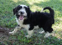 Manny, a male Aussiedoodle for sale in Rutherfordton, NC – 6 of 8