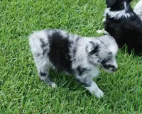 Talula, a female Australian Shepherd for sale in Rutherfordton, NC – 4 of 10