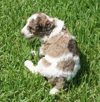 Patch, a male Poodle - Standard  for sale in Rutherfordton, NC – 4 of 5