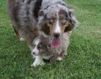 Lani, a female Aussiedoodle for sale in Rutherfordton, NC – 10 of 10