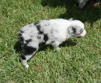 Molly, a female Australian Shepherd for sale in Rutherfordton, NC – 8 of 10