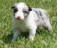 Shell, a female Australian Shepherd for sale in Rutherfordton, NC – 3 of 10