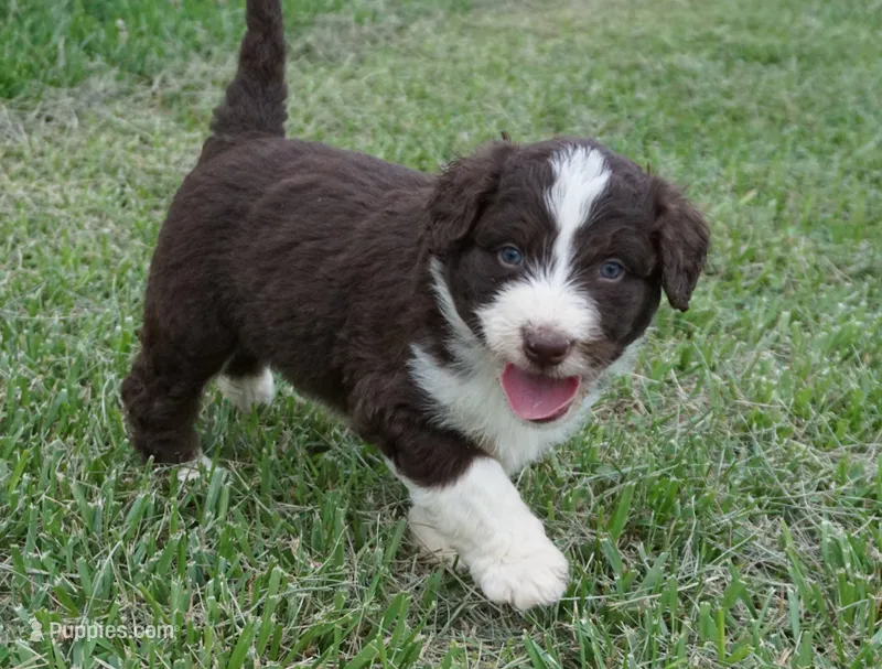 Duke – Aussiedoodle puppy for sale in Rutherfordton, NC