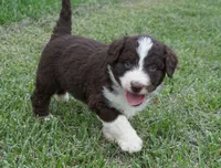 Duke, a male Aussiedoodle for sale in Rutherfordton, NC – 1 of 10