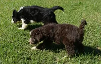 Ginger, a female Aussiedoodle for sale in Rutherfordton, NC – 5 of 8