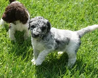 Savvy, a female Poodle - Standard  for sale in Rutherfordton, NC – 9 of 10