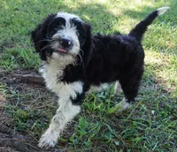 Manny, a male Aussiedoodle for sale in Rutherfordton, NC – 5 of 8