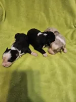 Onyx, a female Australian Shepherd for sale in Rutherfordton, NC – 5 of 5