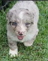 Aubry, a female Aussiedoodle for sale in Rutherfordton, NC – 7 of 10