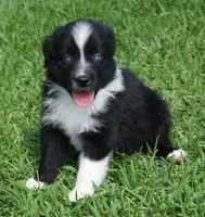 Pyro, a male Australian Shepherd for sale in Rutherfordton, NC – 6 of 10