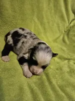 Fabio, a male Australian Shepherd for sale in Rutherfordton, NC – 5 of 7
