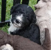 Doby, a male Aussiedoodle for sale in Rutherfordton, NC – 2 of 10