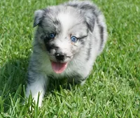 Talula, a female Australian Shepherd for sale in Rutherfordton, NC – 3 of 10