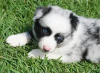 Fabio, a male Australian Shepherd for sale in Rutherfordton, NC – 9 of 10