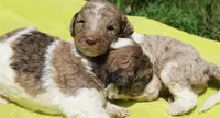 Boots, a male Poodle - Standard  for sale in Rutherfordton, NC – 8 of 8
