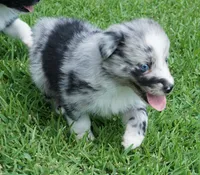 Talula, a female Australian Shepherd for sale in Rutherfordton, NC – 10 of 10