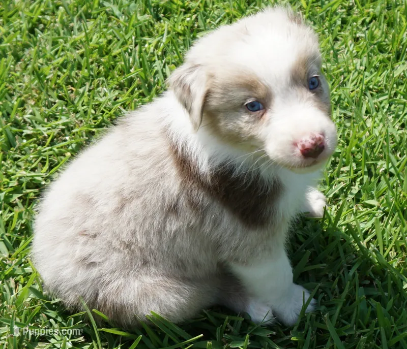 Sonny – Australian Shepherd puppy for sale in Rutherfordton, NC