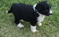 Maple, a female Aussiedoodle for sale in Rutherfordton, NC – 5 of 10