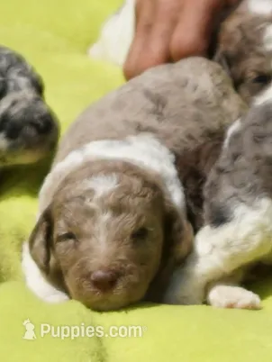 Boots – Poodle - Standard  puppy for sale in Rutherfordton, NC