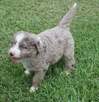 Lani, a female Aussiedoodle for sale in Rutherfordton, NC – 5 of 10