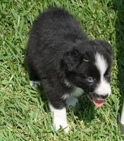 Loki, a male Australian Shepherd for sale in Rutherfordton, NC – 6 of 8