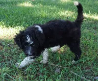 Laurel, a female Aussiedoodle for sale in Rutherfordton, NC – 7 of 10