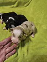 Sonny, a male Australian Shepherd for sale in Rutherfordton, NC – 5 of 7