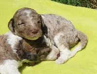 Boots, a male Poodle - Standard  for sale in Rutherfordton, NC – 3 of 8