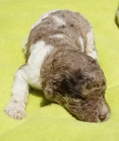 Scoot, a male Poodle - Standard  for sale in Rutherfordton, NC – 2 of 8