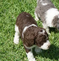 Romeo, a male Poodle - Standard  for sale in Rutherfordton, NC – 3 of 10