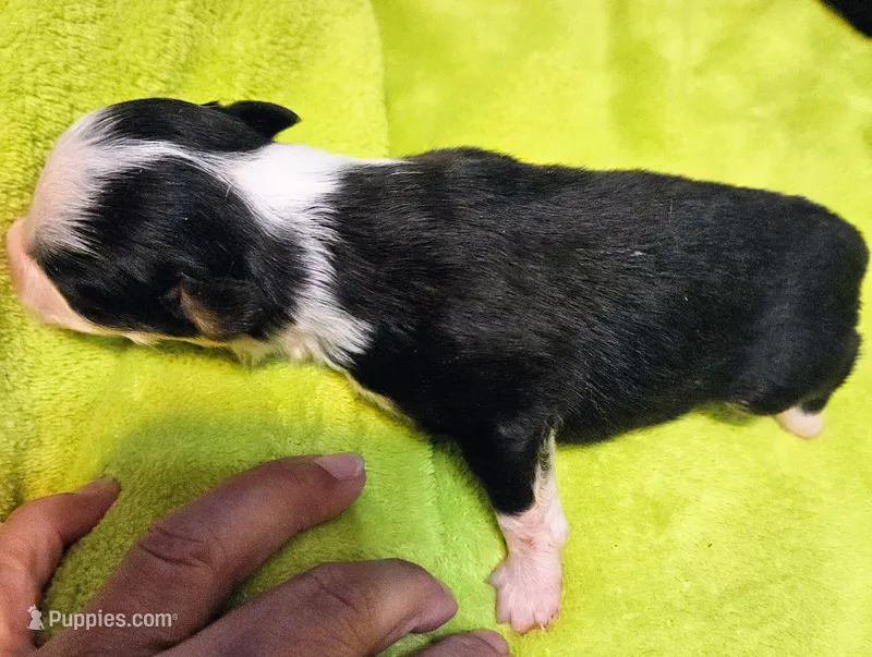 Onyx – Australian Shepherd puppy for sale in Rutherfordton, NC