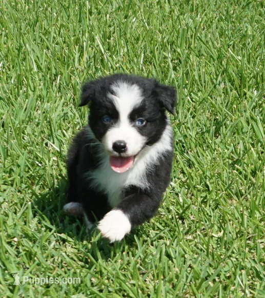 Sarg – Australian Shepherd puppy for sale in Rutherfordton, NC