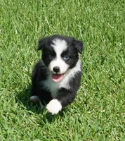 Sarg, a male Australian Shepherd for sale in Rutherfordton, NC – 1 of 7