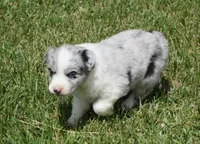 Dotty, a female Australian Shepherd for sale in Rutherfordton, NC – 6 of 10