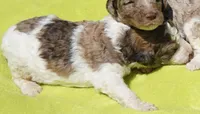Patch, a male Poodle - Standard  for sale in Rutherfordton, NC – 6 of 6