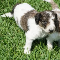 Bear, a male Poodle - Standard  for sale in Rutherfordton, NC – 3 of 10